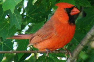 Cardinalis cardinalis - Rotkardinal (Roter Kardinal)